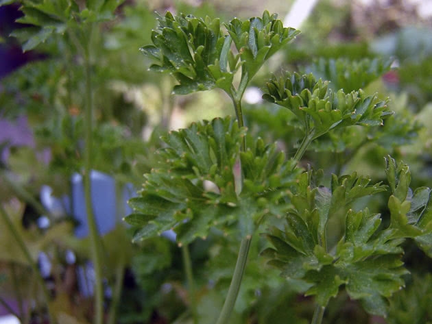 How to care for parsley