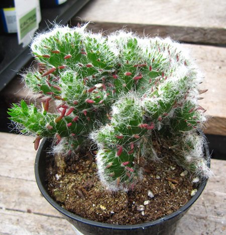 How to care for Opuntia hybrid cristata 'Roller Coaster'