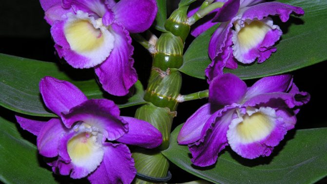 wie man eine Dendrobiumorchidee pflegt