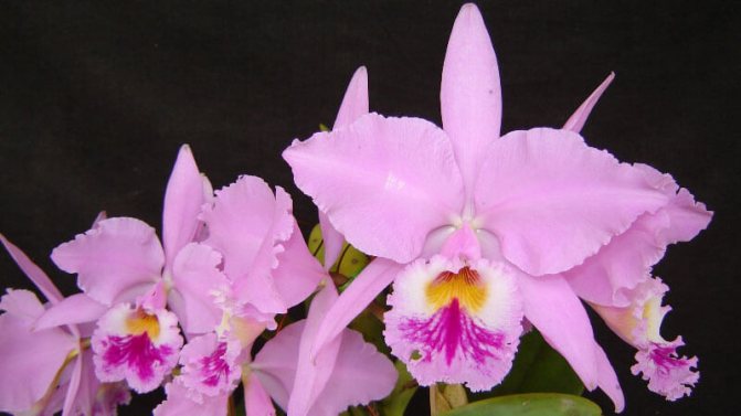 wie man Cattleya Orchidee pflegt