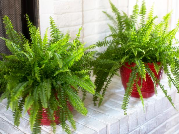 how to care for a fern at home