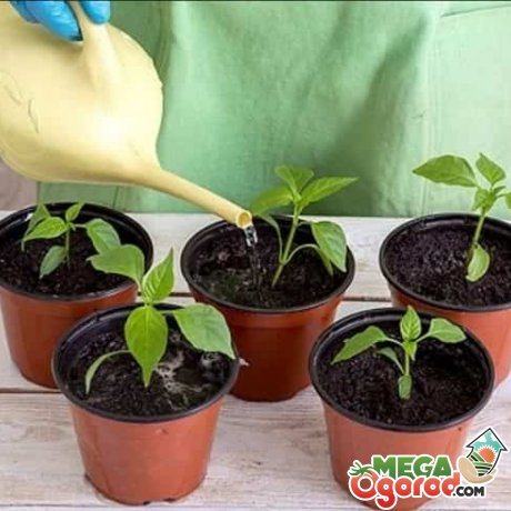 How to care for seedlings?
