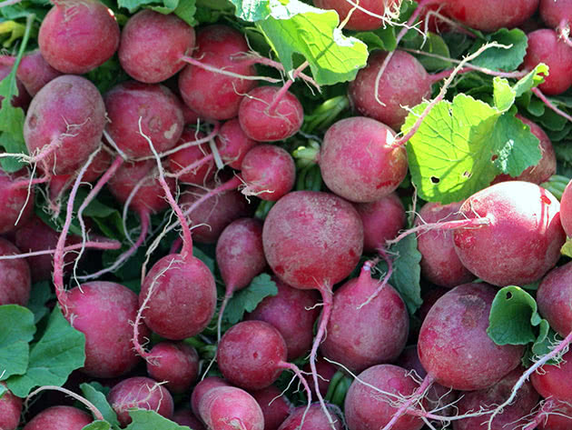 How to care for radishes