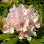 Comment prendre soin d'un rhododendron
