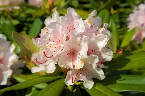 Jak se starat o rododendron