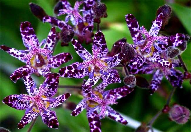 Как да се грижим за градината орхидея tricirtis
