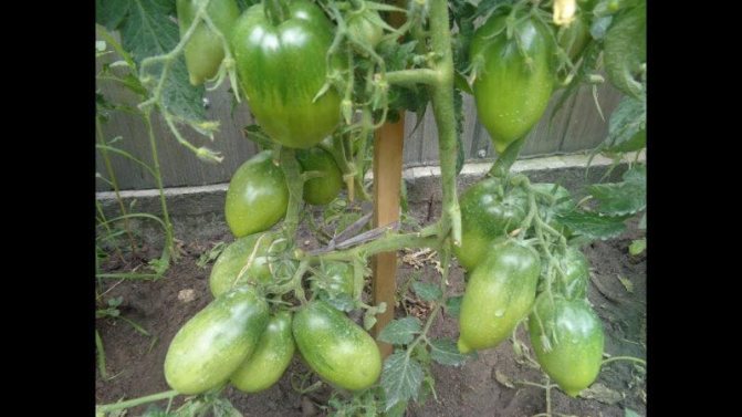 Cara merawat tomato {amp} quot; Petrusha tukang kebun {amp} quot;