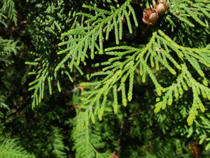 How to care for thuja Brabant