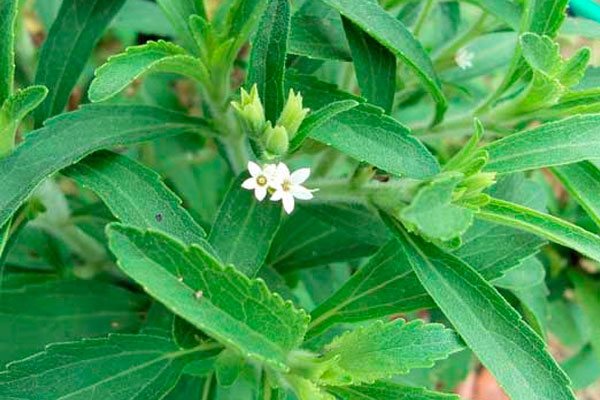 Cum se rădăcină butași de stevia