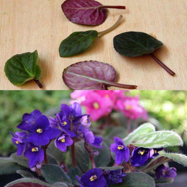 how to root a violet leaf in water