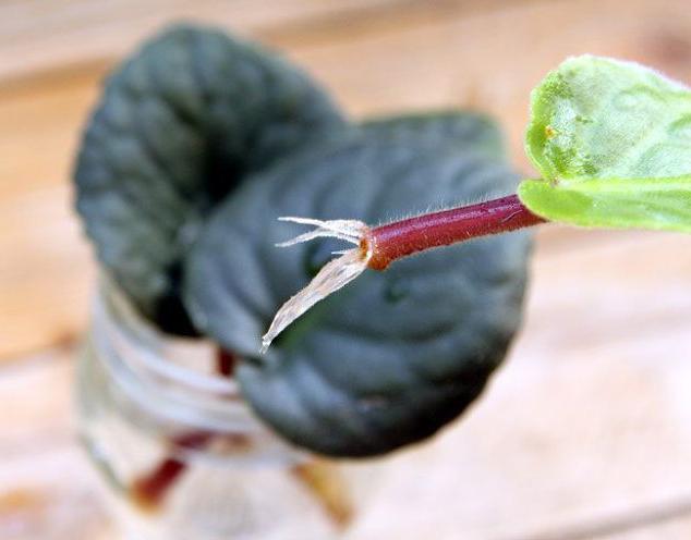 how to root a violet leaf in the ground