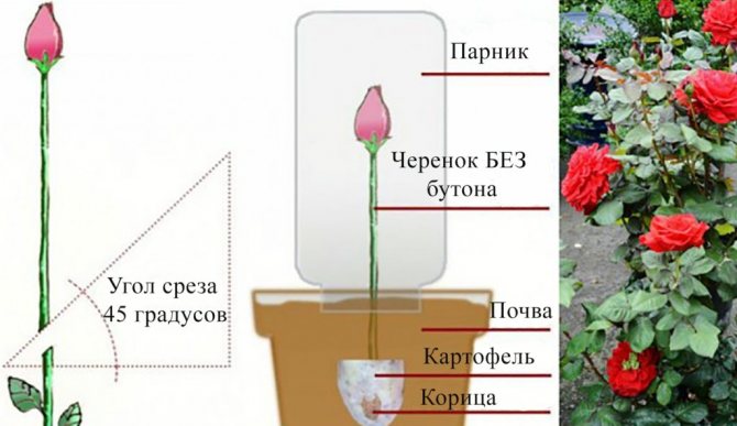 Cum se rădăcină trandafirii tăiați acasă