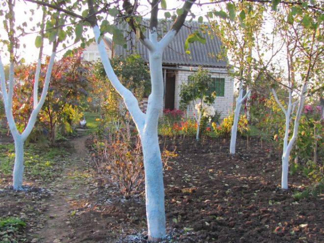 How to cover an apricot for the winter in the suburbs