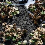 כיצד לכסות תותים לחורף: הכנת צמחים ובחירת חומרים