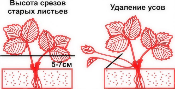 Hur man täcker jordgubbar för vintern: växtberedning och materialval