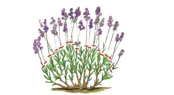 How to cover lavender for the winter in the Urals