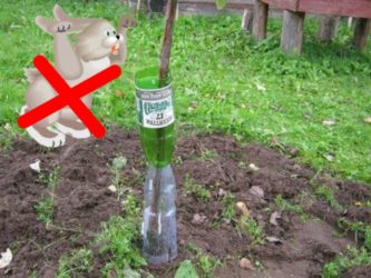 How to cover seedlings planted in autumn for the winter?