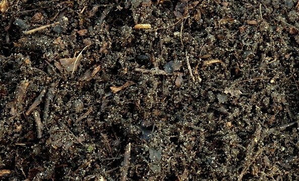 كيفية تحسين تكوين التربة وخصوبتها في الحديقة والحديقة