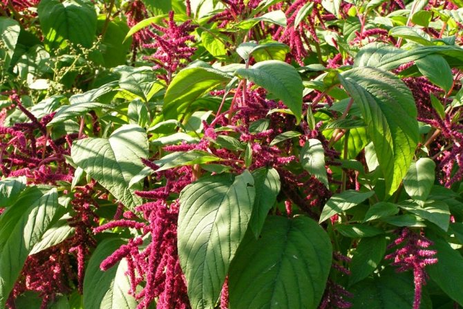 How to use amaranth