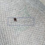 How do you know when ticks are out of hibernation?