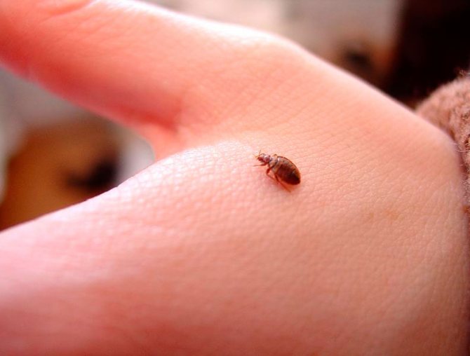 How to find out if there are bedbugs in an apartment: how to see, identify, identify, understand, recognize bedbugs in the house