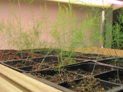 Как да отглеждаме аспержи от семена у дома? По-нататъшни грижи за растението и времето за разсаждане в земята