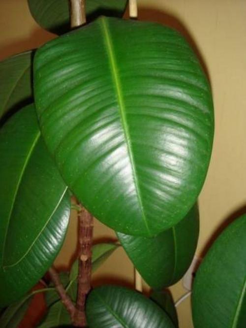 How to bring Benjamin's ficus back to life. How to revive a ficus