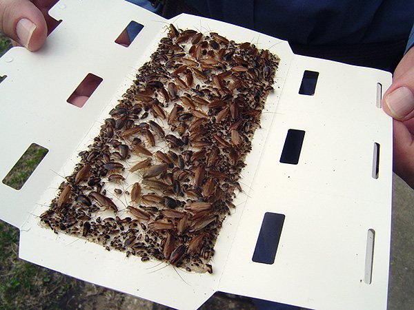 Както можете да видите, капаните за лепило понякога могат да бъдат много ефективни при убиването на хлебарки във вашия дом.