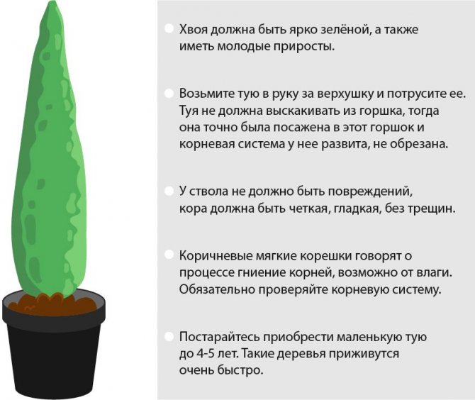 Hur man väljer en thuja-planta