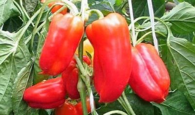 Paano mo pipiliin ang pinakamahusay na matitinding pader na matamis na peppers para sa iyong greenhouse?