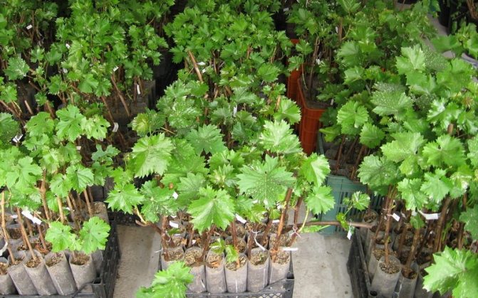 How to choose grape seedlings for planting