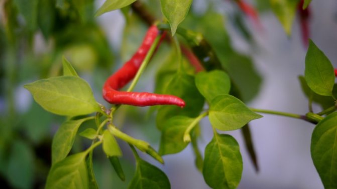Jak si vybrat odrůdu a správně pěstovat vnitřní papriky na parapetu nebo balkonu