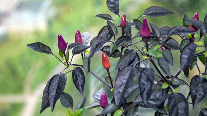 How to choose a variety and properly grow indoor peppers on a windowsill or balcony