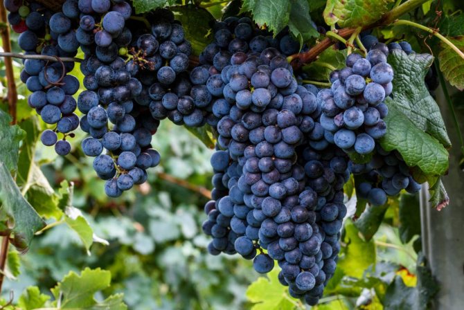 How to choose Isabella grapes when buying