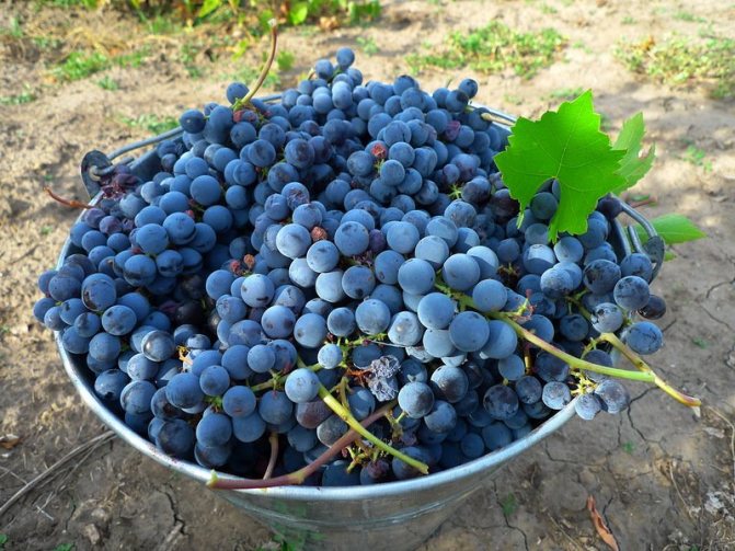How to choose Isabella grapes when picking yourself