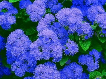 what does ageratum look like?