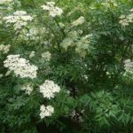 What does elderberry look like in the photo