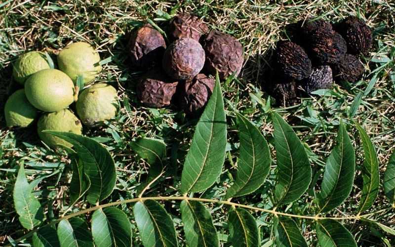 Ano ang hitsura ng itim na walnut at ang komposisyon nito?