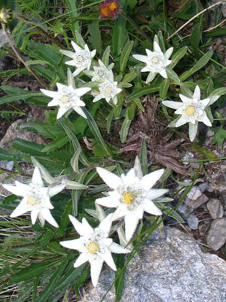 cum arată o floare edelweiss