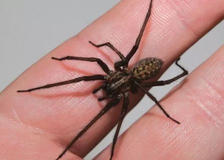 What does a home spider look like?
