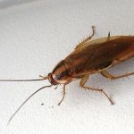 What does a home cockroach look like?