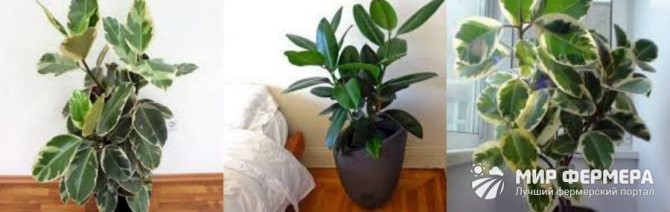 What does rubber ficus look like?