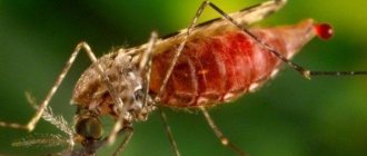 Как изглежда анофелевият комар и какво е опасно?