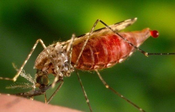 Как изглежда анофелевият комар и какво е опасно?