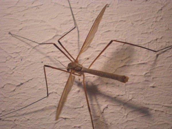 What does an anopheles mosquito look like and what is dangerous?