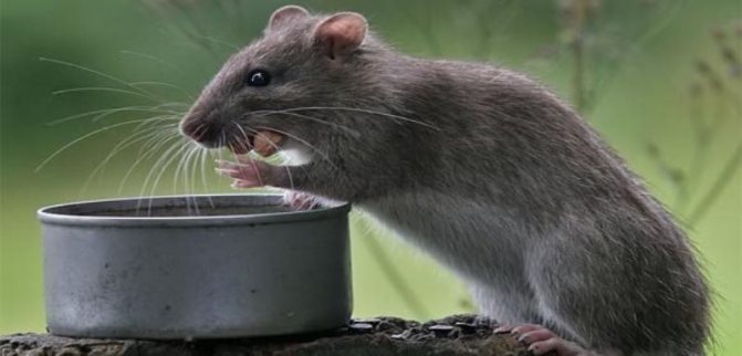 Cum arată fecalele aluniței și ale șobolanului. Excrementele mouse-ului sunt periculoase. Cum să scapi rapid de rozătoare