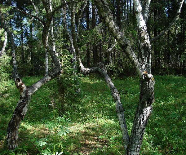 what does a Karelian birch look like