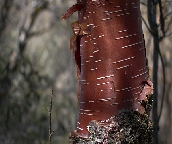 what does red birch look like?