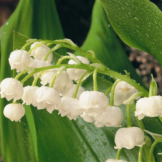What does a lily of the valley look like