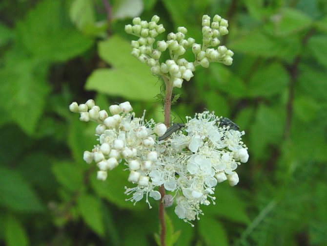 What does the medicinal meadowsweet look like?